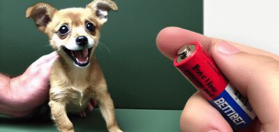 Lost Dog Rescue: A Tribute to Coin Cell Batteries image