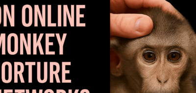 Crackdown on Online Monkey Torture Networks image