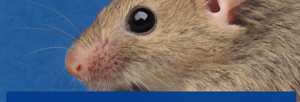 Retinoic Acid Synthesis Enhances Ear Regeneration in Mice image