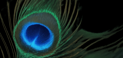 Peacock Feathers as Biolasers: Emitting Dual-Frequency Light image